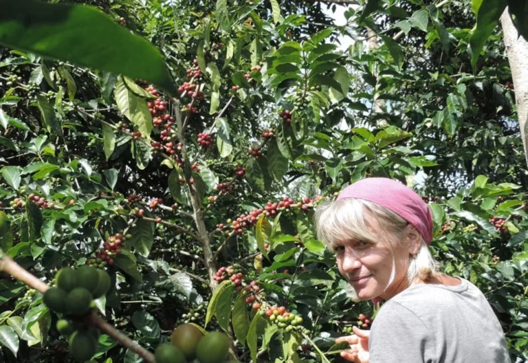 Terroir Nedir? Kahvenin Coğrafyasını Anlamak