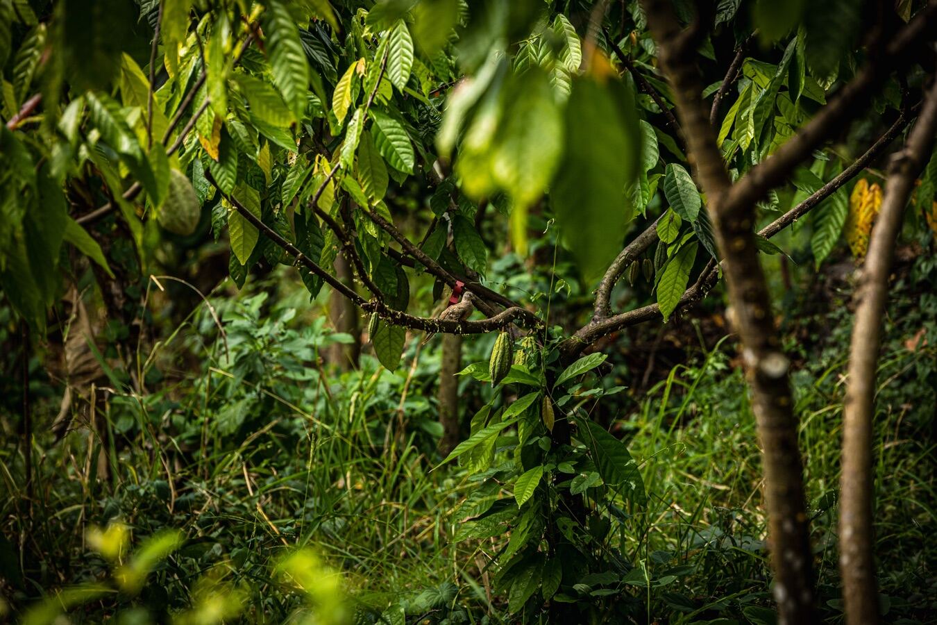 Finca Chiquihuat kakao çekirdeği