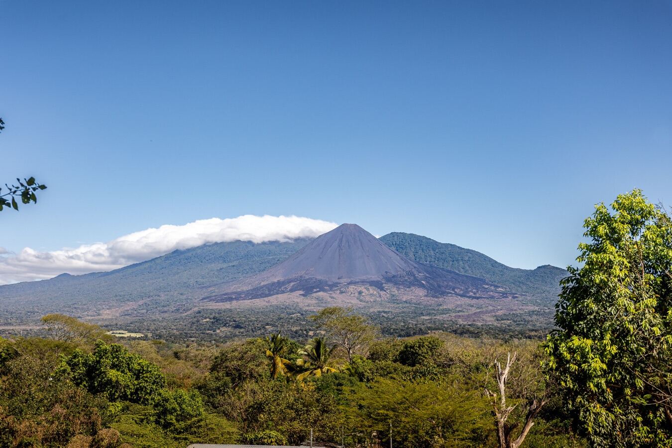 Hacienda Comalapa kakao çekirdeği