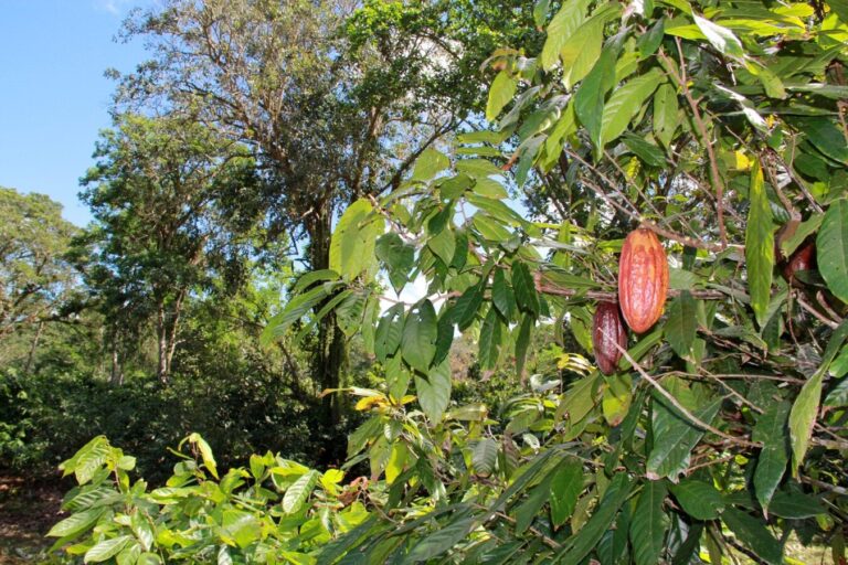 Finca La Catarina kakao çekirdeği