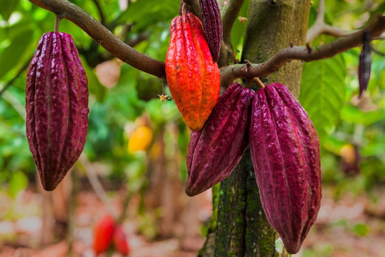 Finca Los Angeles kakao çekirdeği