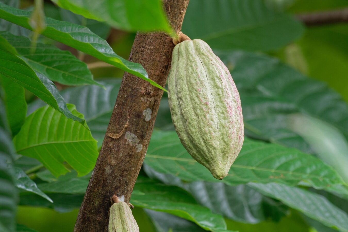 Finca Parras Lempa kakao çekirdeği