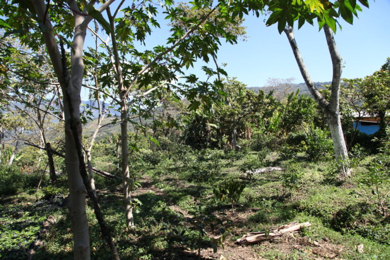 Chiapas Robusta Organik