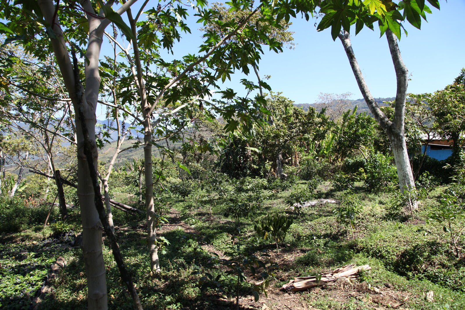 Chiapas Robusta Organik