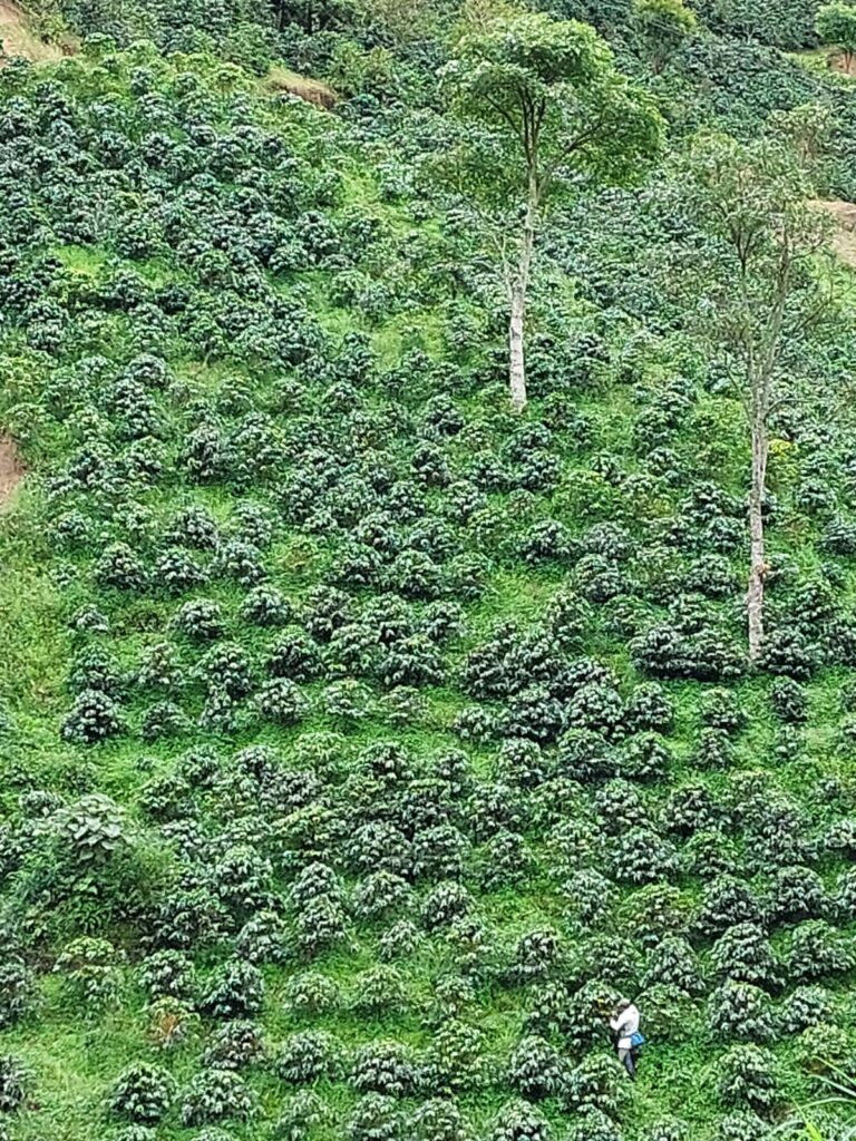 Pacamara Wild Bloom