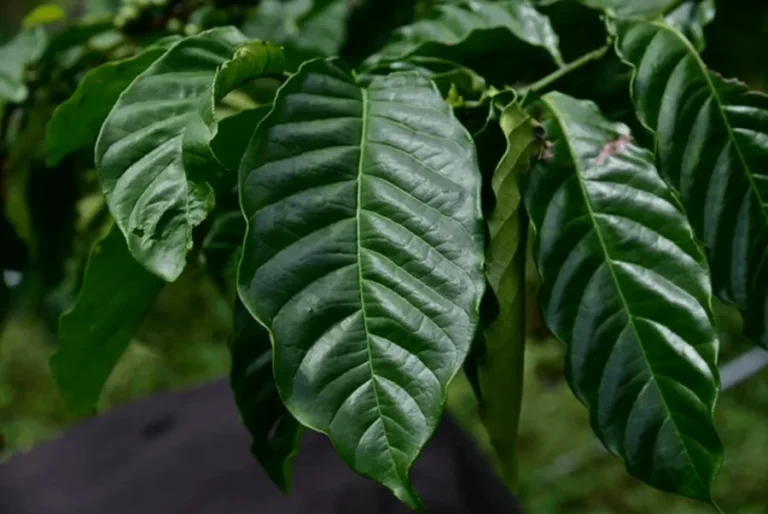 Robusta Cherry A