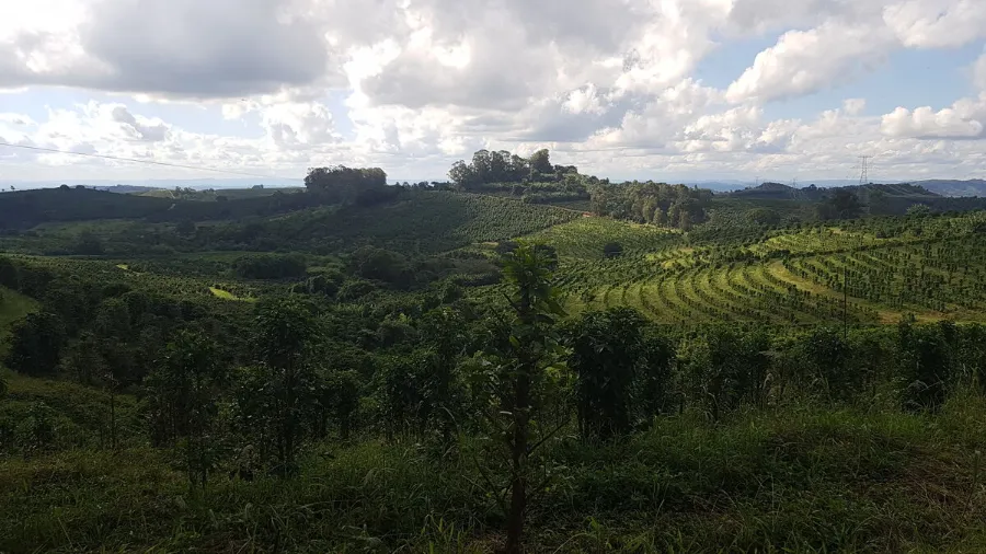 Peaberry