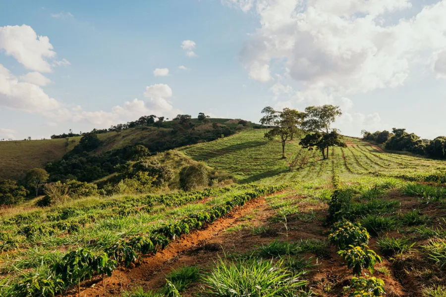 Fazenda Vila Boa - Women Coffee