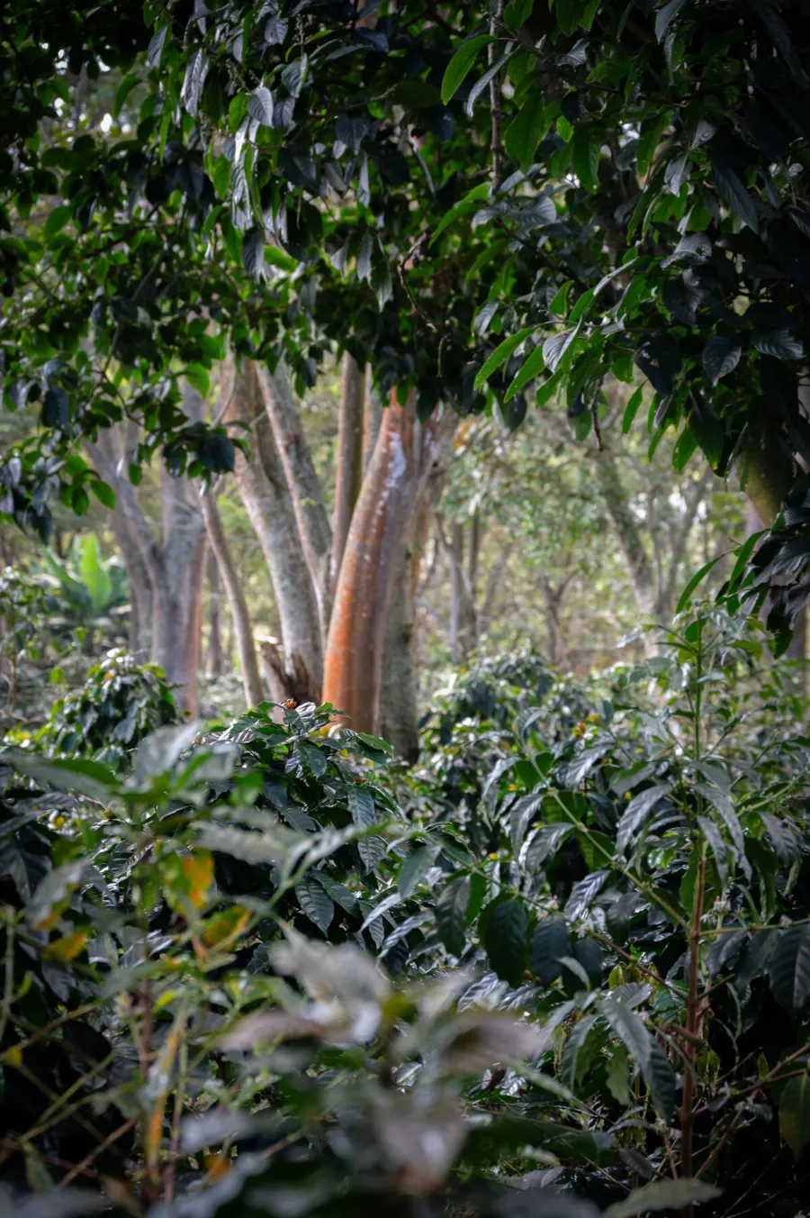 La Pradera