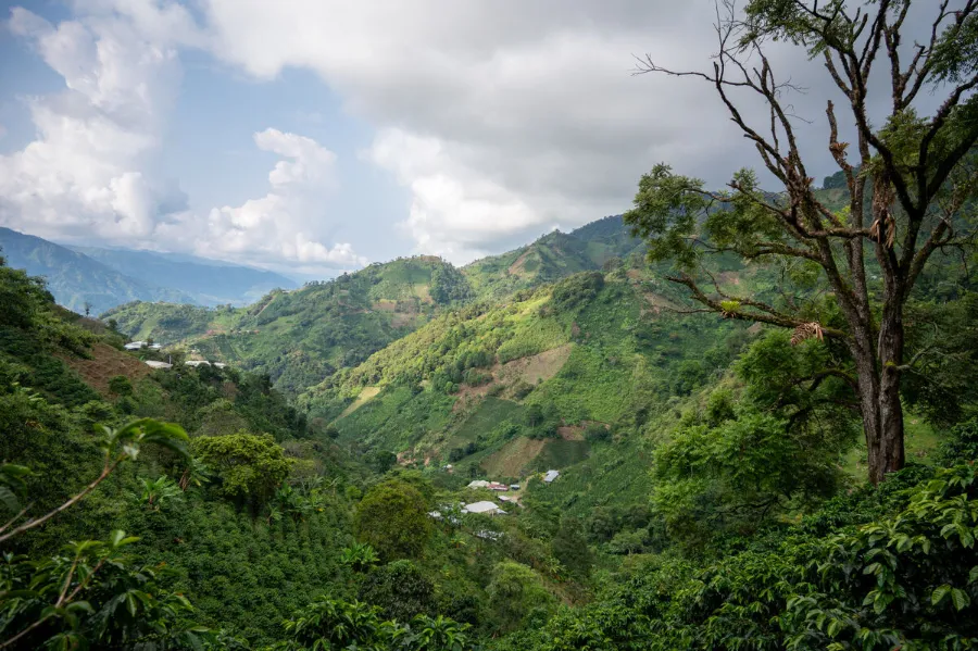 La Manoa