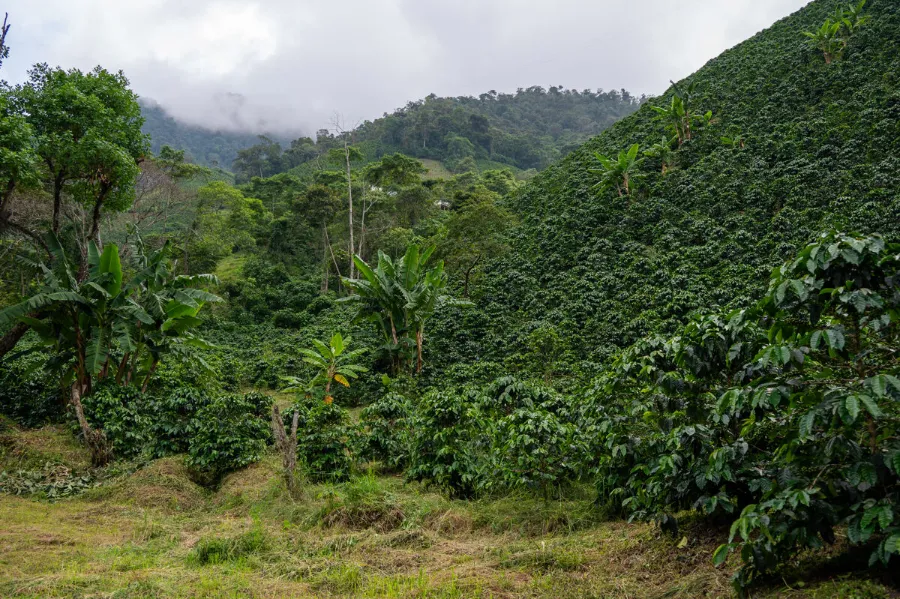 La Manoa