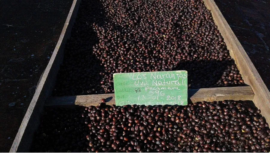 Los Naranjos
