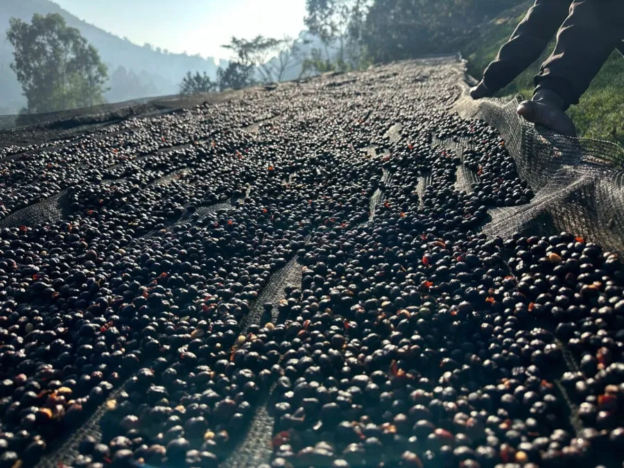 Jebena Guji