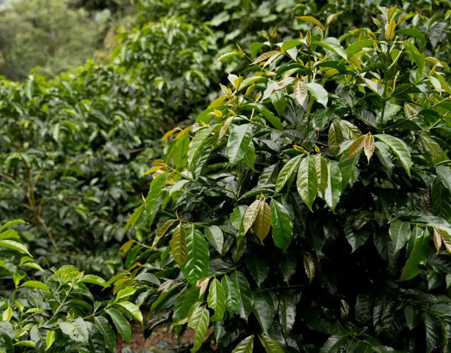 Finca Gascon