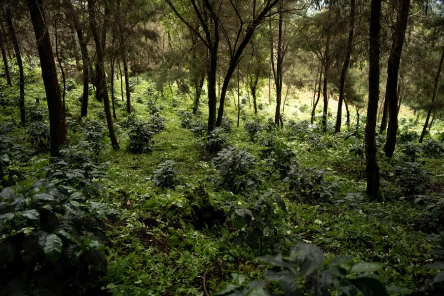 Finca Gascon