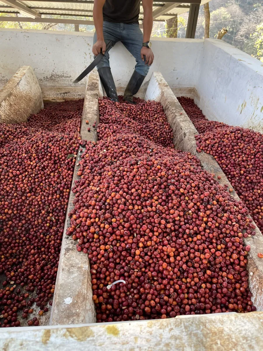 Finca Gascon
