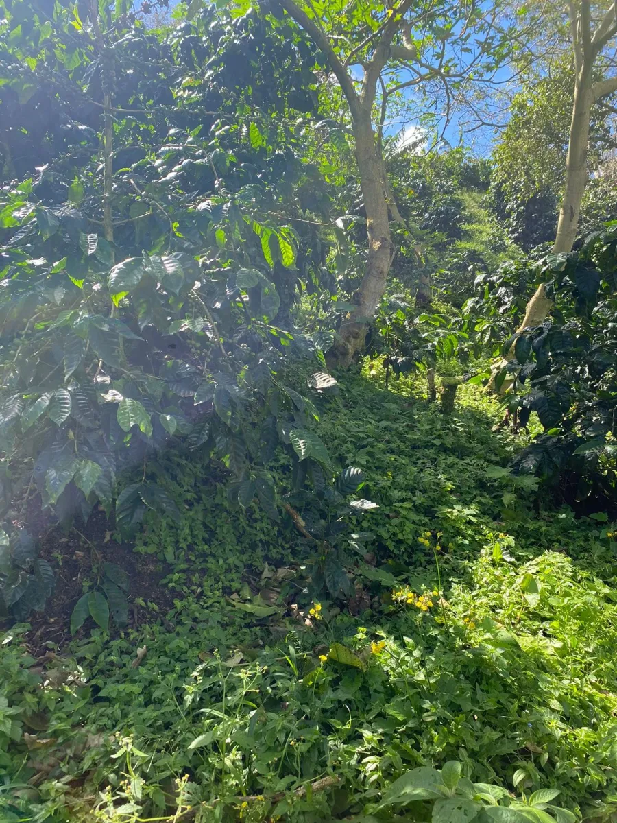 Coffea Diversa Maragogype 928
