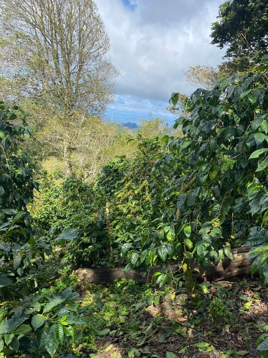 Coffea Diversa Bourbon rey
