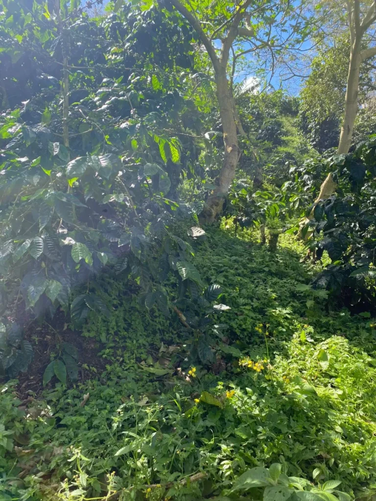 Coffea Diversa Soudan rumé