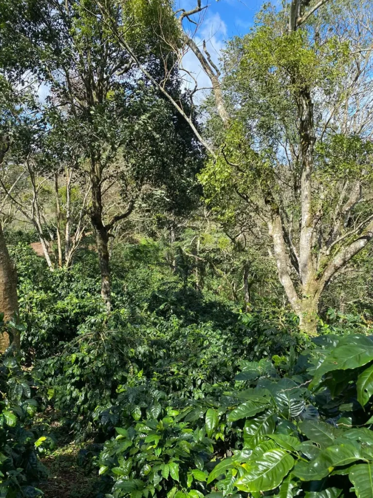 Coffea Diversa Geisha africano