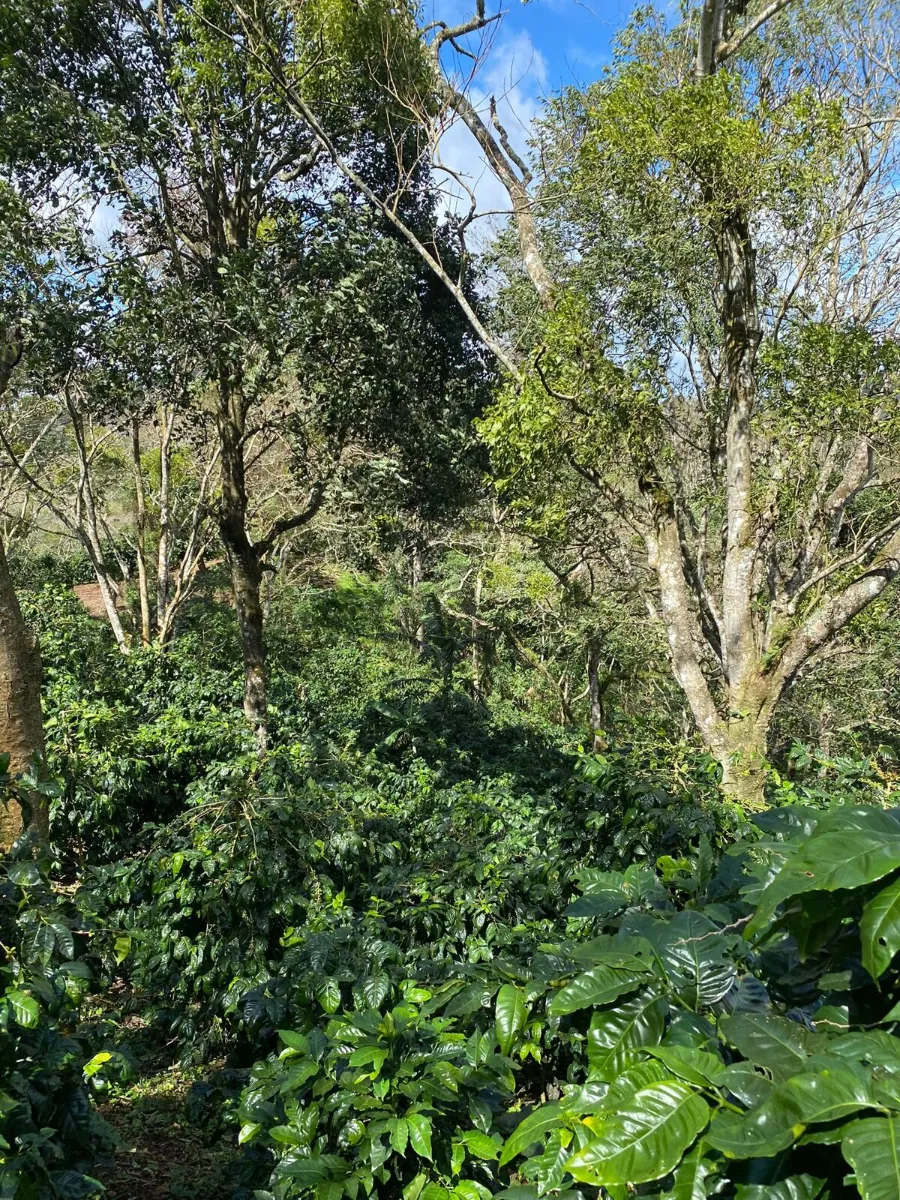 Coffea Diversa Geisha africano