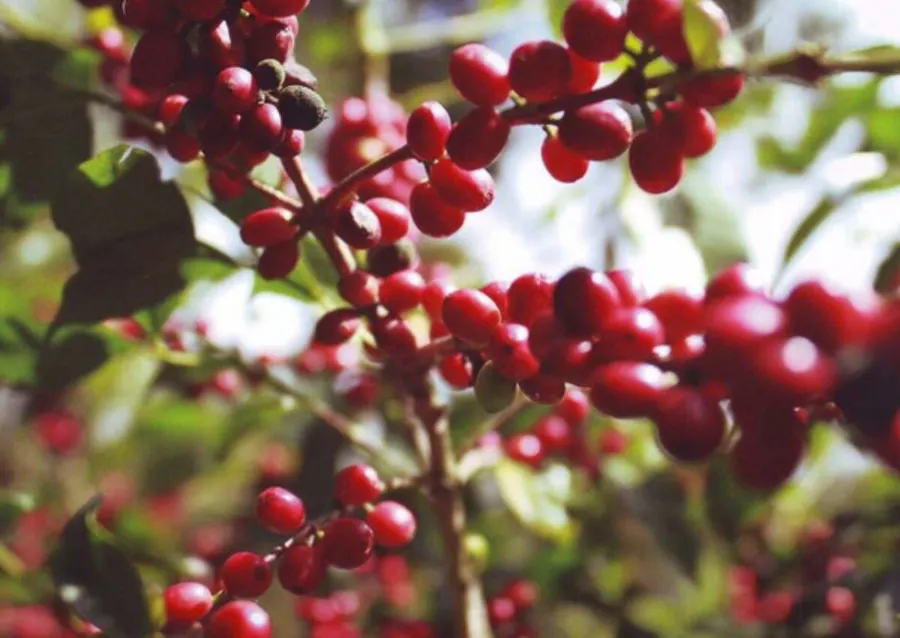 Gungegiri - Women Coffee