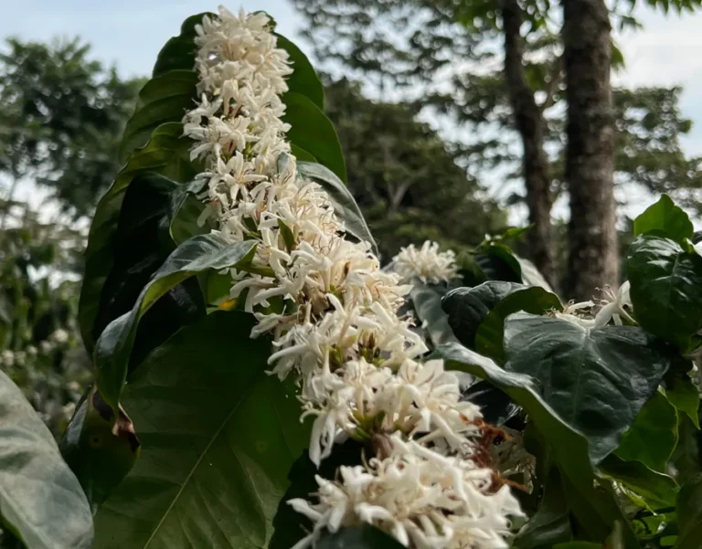 Dipilto