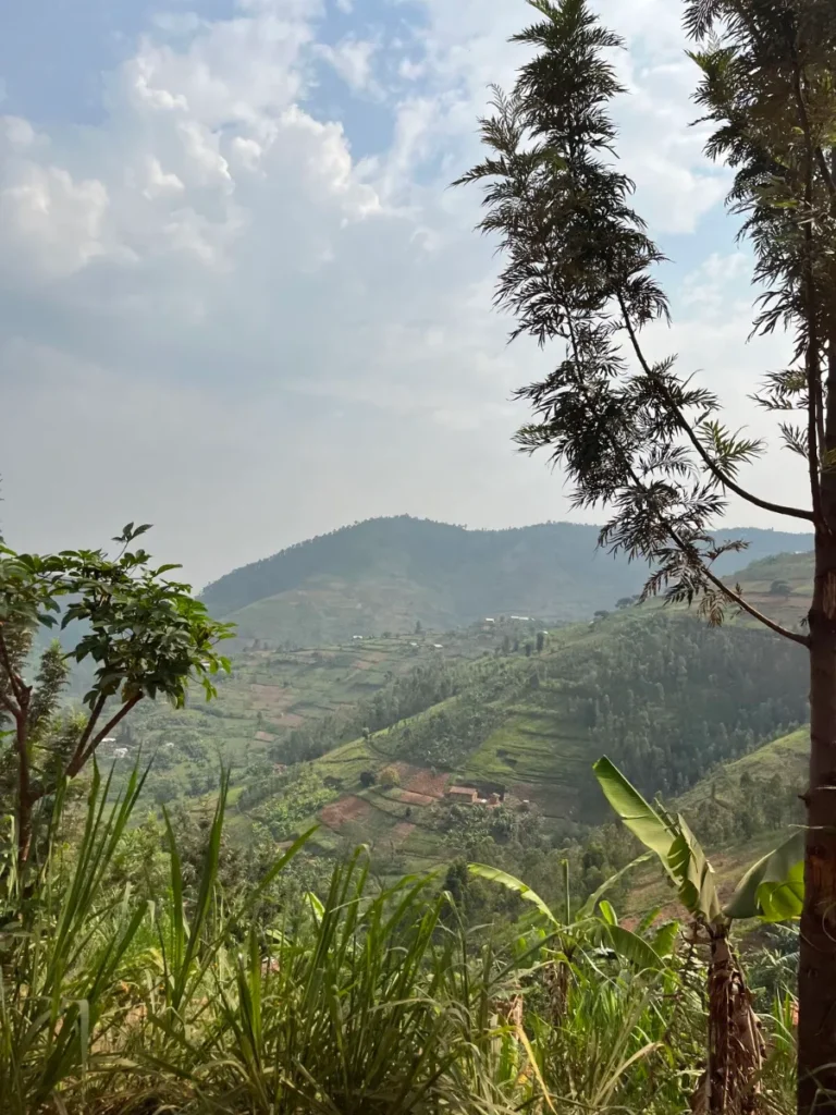 Ruanda yeşil kahve