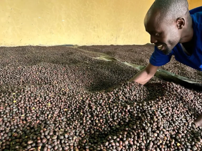 Karangura Peak - Women Coffee