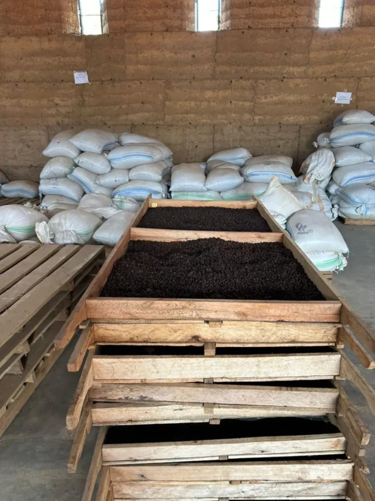Uganda yeşil kahve