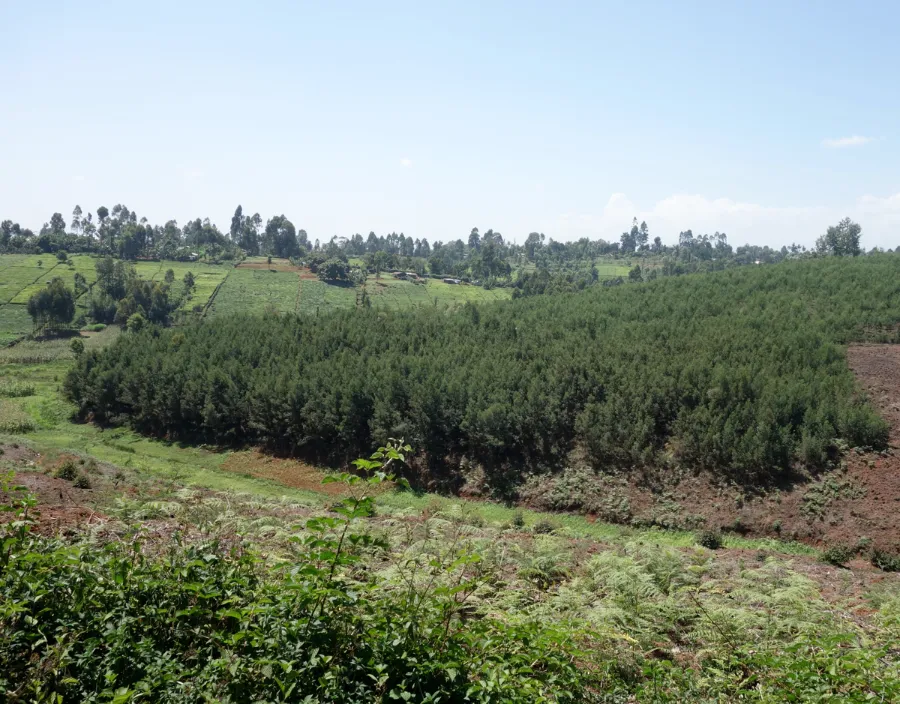 Oreti Estate