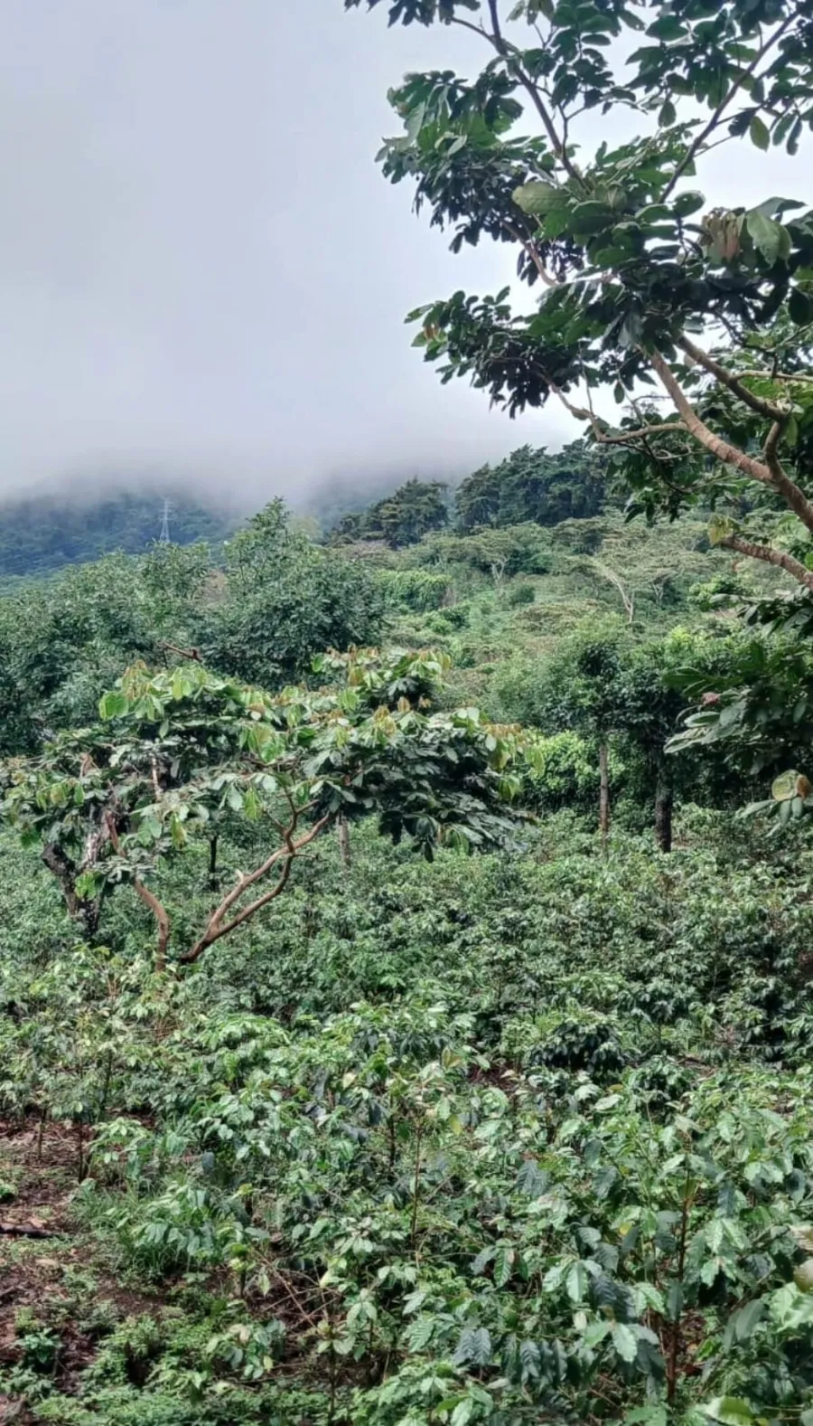 Finca Himalaya