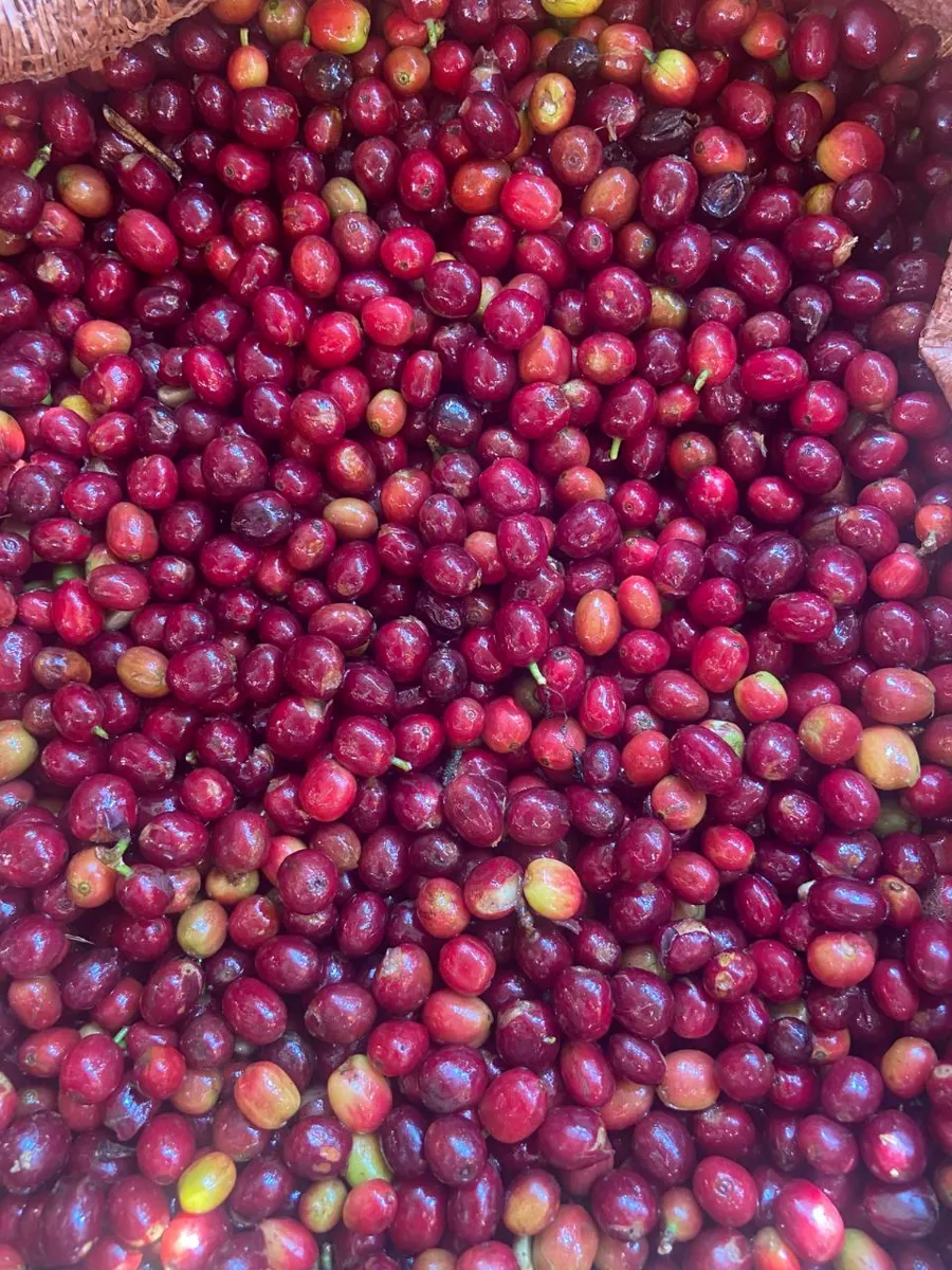 Jebena Jimma