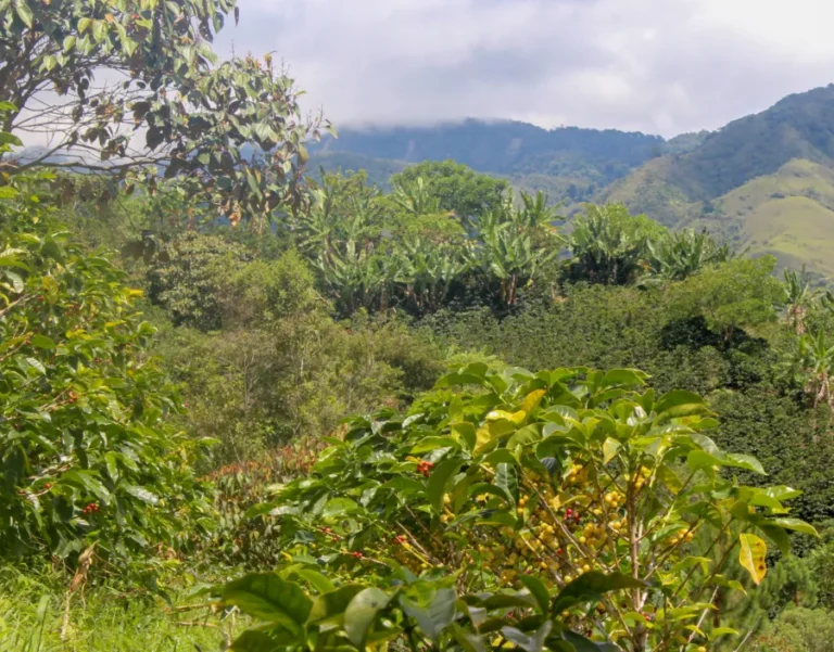 Decaffeinated Chevere