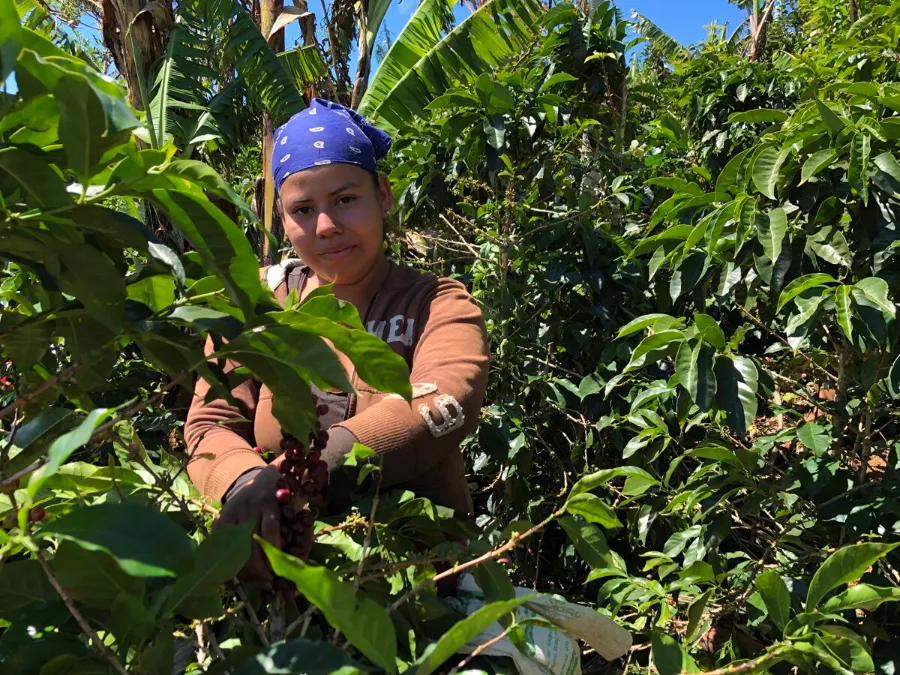Santa Rosa