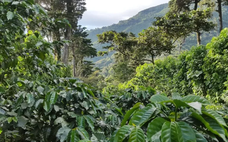 Los Naranjos blend