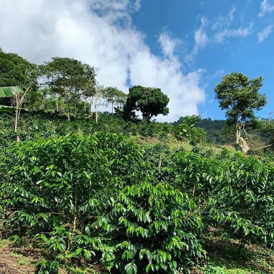 Decaffeinated Manzanilla
