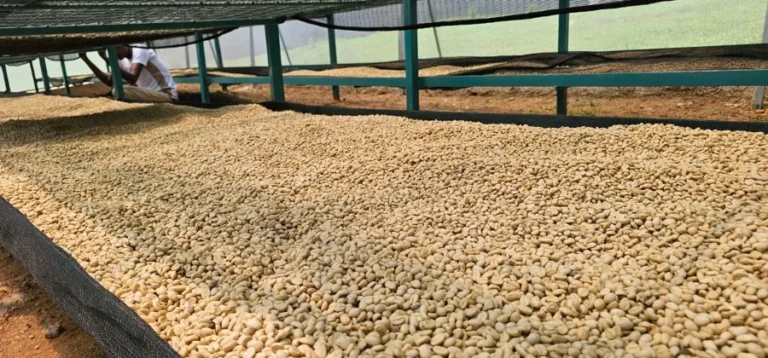 Kericho-AA
