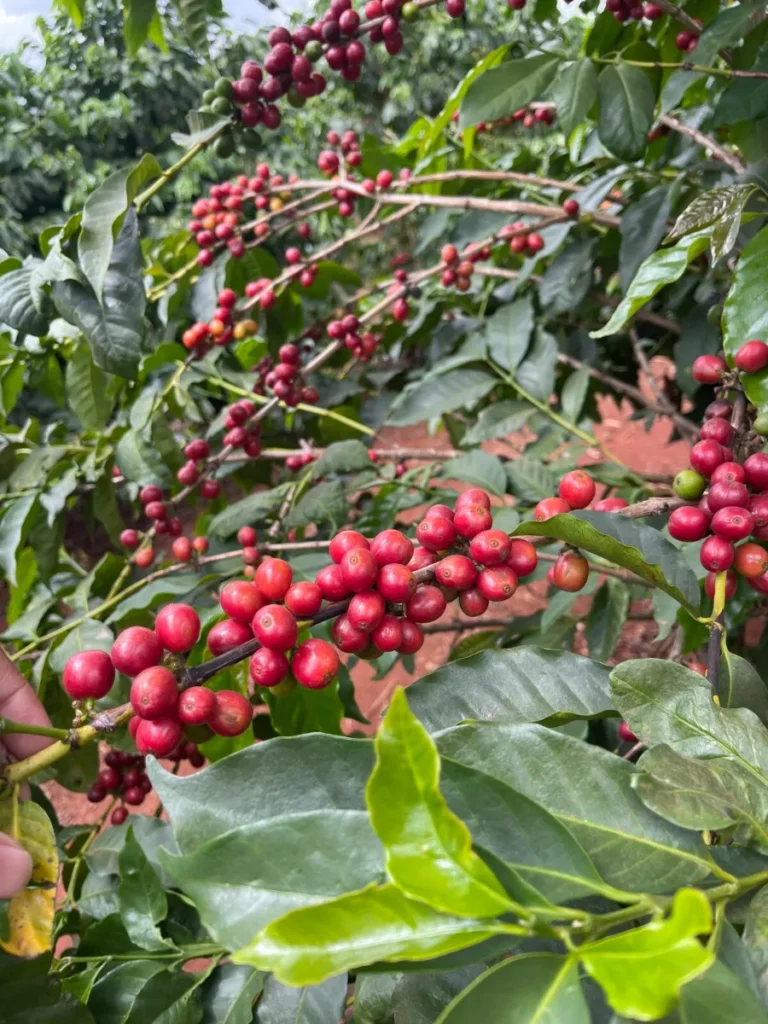 Kenya yeşil kahve