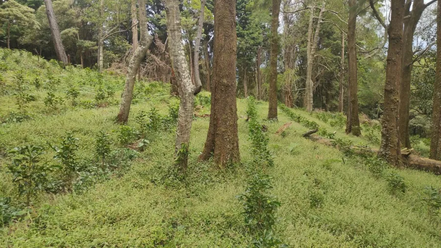 Hacienda Colima - Alejo Castro