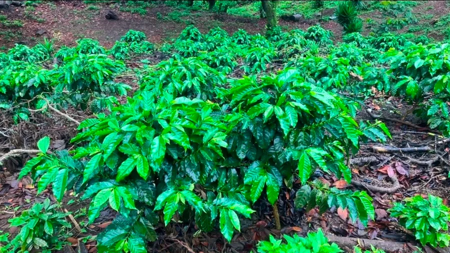 Finca Himalaya