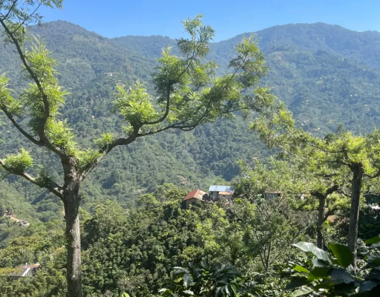 Quetzalito