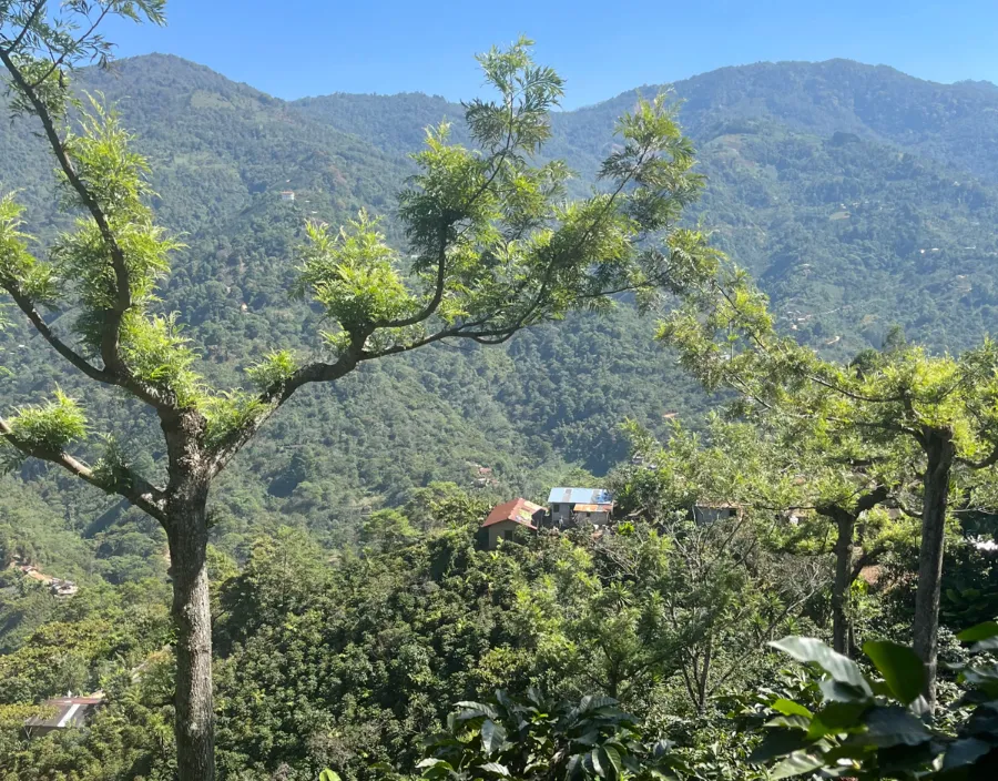 Quetzalito